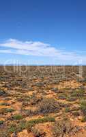 A dry highland savanna on a sunny day in South Africa with copyspace. An empty landscape of barren land with dry green grassland, shrubs, thorny bushes. Uncultivated landscape area in the wilderness