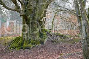 Beautiful large unique tree trunk with moss outdoors in the forest or woodlands. The landscape of nature with dry big trees on an autumn afternoon. Empty land with arid plants and flora