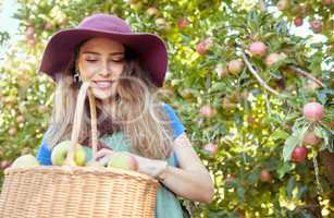 Smiling apple farmer harvesting fresh fruit on her farm. Happy young woman using a basket to pick and harvest ripe apples on her sustainable orchard. Surrounded by green plants