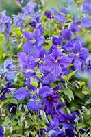 Purple Cranesbill flowers growing in a garden. Many bright geranium perennial flowering plants contrasting in a green park. Colorful gardening blossoms for outdoor or backyard landscaping in summer