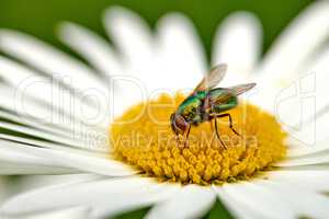 A green bottle fly pollinating a daisy on a summer day. Closeup detail of a blowfly sitting on a flower and feeding during spring. An insect outdoors in a thriving floral ecosystem