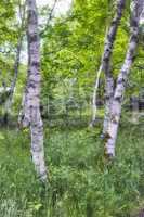 Wild trees growing in a forest with green plants and shrubs. Scenic landscape of tall wooden trunks with lush leaves in nature during spring. Peaceful and magical views in the park, woods or jungle