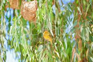 African golden weaver. African golden weaver - in latin Ploceus Xanthops. Beautiful bird..