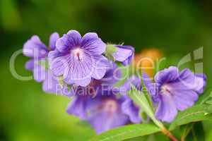 Purple Cranesbill flowers growing in a garden. Closeup of bright geranium perennial flowering plants contrasting in a green park. Colorful gardening blossoms for outdoor backyard decoration in spring
