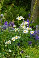 Marguerite plants flourishing on a green field from above. Top view of white flowers blossoming in garden In summer. Pretty flora sprouting in nature