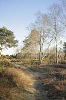 Landscape of a secret and mysterious pathway in the countryside leading to a magical forest where adventure awaits. Quiet scenery with a hidden path surrounded by trees, shrubs and grass in Denmark