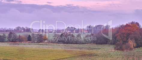 Rye or wheat grain growing on a remote countryside farm for bread production or export industry. Landscape view of a sustainable local cornfield at sunset with a scenic sky and copy space in a meadow