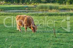 Grass fed Highland cow on farm pasture, grazing and raised for dairy, meat or beef industry. Full length of hairy cattle animal standing alone on green grass on remote farmland or agriculture estate