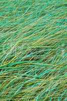 Closeup of long green grass growing outdoors in a field during summer. Beautiful turf or pasture with copy space on a spring day. Healthy lush grassland or meadow useful as a background in a park