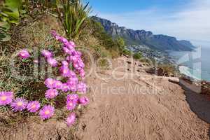 Rugged landscape of lampranthus spectabilis flowers growing on a cliff by the sea with hiking trails to explore. Copy space with scenic coast and mountain slope with a cloudy blue sky background