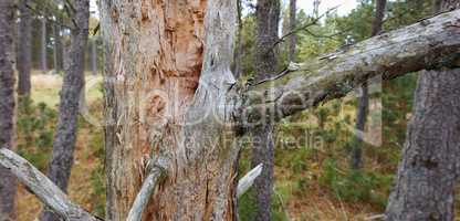 Splinters, cracks and moss on big broken tree trunk in a park or forest outdoors. Wooden texture of chipped and sharp split bark on branches in a woods. Destruction to nature caused by deforestation