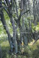 Tall trees in a wild forest in summer. A wilderness landscape of various green vegetation with bushes and shrubs growing in nature or in a secluded uncultivated environment on a beautiful sunny day