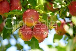 Ripe red apples on a tree with green leaves from below. Organic and healthy fruit growing on an orchard tree branch on sustainable farm in summer. Group of fresh seasonal produce ready for harvesting