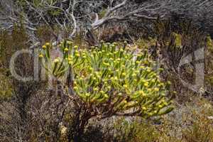 Fynbos in Table Mountain National Park, Cape of Good Hope, South Africa. Closeup of scenic landscape environment with fine bush indigenous plant and flower species growing in a nature reserve