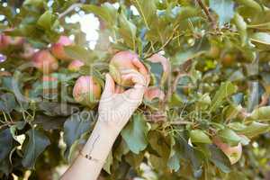 Hands of farmer harvesting juicy nutritious organic fruit in season to eat. Closeup of one woman reaching to pick fresh red apples from trees on sustainable orchard farmland outside on sunny day.