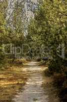 A dirt road through a forest with tall lush green trees on a sunny summer afternoon. Peaceful and scenic landscape with a sandy path in the woods and sunlight shining on a spring day