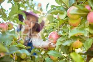 Young woman picking apples from a tree. Cheerful female grabbing fruits in an orchard during harvest season. Fresh red apples growing on an organic farm. Farmer harvesting fruit from trees outdoors