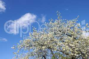Cherry flowers on a tree against a cloudy blue sky in a backyard garden in summer. Wild white sakura flowering plants blossoming and flourishing on branches in a nature park or field in spring