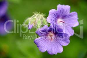 Closeup of Blue Geranium flowers growing in a backyard garden in summer. Violet flowering plants beginning to bloom and blossom on a field or meadow. Pretty vibrant flora in a natural environment