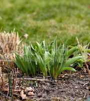 Closeup of green plant sprouts planted in soil in a garden. Details of the growth development process of a tulip flower growing in spring. Gardening for beginners with plants waiting to bloom