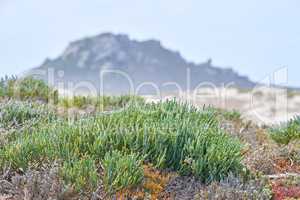 View of fynbos with the mountain in the background in Cape Town, South Africa. Closeup of scenic landscape environment with fine bush indigenous succulent plants growing in a nature reserve