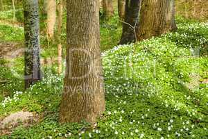 Blooming wood anemone Anemonoides nemorosa in the forest in early spring. White flowers and green vegetation growing between the trees on the forest floor. Moss covered tree trunks growing.