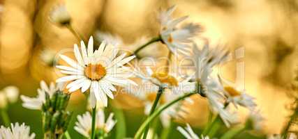 Daisy flowers growing in a field or botanical garden on a sunny day outdoors. Shasta or max chrysanthemum daisies from the asteraceae species with white petals and yellow pistil blooming in spring