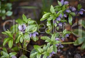 Lenten or Christmas rose flower blooming in a woodland or forest on a warm Spring or early Winter day. Helleborus oreintalis is a herbal plant grown in a moist garden or nature environment.