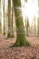 Tree trunk covered with moss in a colorful forest outdoors in nature. Landscape of algae covered stems in a quiet, peaceful natural woodland with brown dried leaves on the ground on a sunny fall day