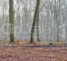 Landscape view of fog or mist in beech tree forest during early morning in remote nature conservation woods or countryside meadow. Smoke from wildfire or bush fires rolling over environmental reserve