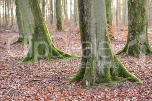 Tall beech tree trunks with moss and algae growing in a forest outdoors. Scenic natural landscape with wooden texture of long old bark in a remote and peaceful meadow with autumn leaves on the ground
