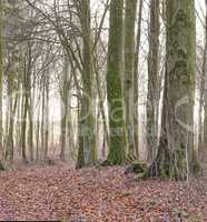 Landscape of lots of tree trunks covered in moss with leafless branches in a wild undisturbed environment during Autumn. Path in nature with leafless trees and fallen brown leaves in a forest