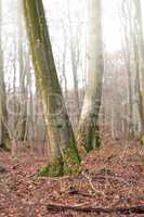 Tall beech tree trunks with moss and algae growing in a misty forest outdoors. Scenic natural landscape with wooden texture of long old bark in a remote and peaceful meadow with autumn leaves