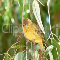 Closeup of African weaver bird perched on a lemon scented gum tree branch with green leaves against bokeh copy space background. Birdwatching avian wildlife animal in a nature reserve habitat