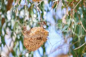 closeup of nest of African golden weaver, Ploceus Xanthops. Woven bird home made of hay hanging from tree with a blurred leaf background. Freshly built and ready for laying eggs, springtime nesting