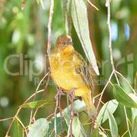 Closeup of African golden weaver bird perched on a branch with green leaves against bokeh copy space background in a nature reserve. Birdwatching avian wildlife of curious ploceus xanthops in habitat