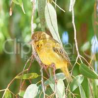 Closeup of Cape weaver bird perched on lemon scented gum tree branch with green leaves against bokeh copy space background. Birdwatching avian wildlife of ploceus xanthops in nature reserve habitat