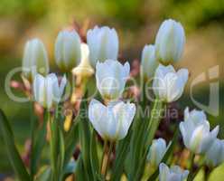 Beautiful Tulips blooming in a garden on a sunny spring day. A bunch of white flowers growing outdoors in a park during summer. Vibrant plants blossoming in a thriving ecosystem