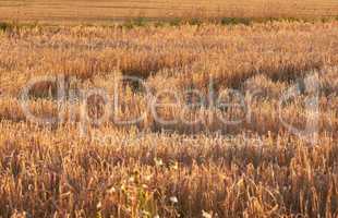 Closeup with copyspace of wheat growing on a farm in the sun outdoors. Landscape of golden stalks of ripening rye and cereal grain cultivated on a cornfield to be milled into flour in the countryside