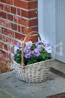 Purple and white johnny jump up flowers in wicker basket on home doorstep as a gift and present for valentines day, birthday or anniversary. Bunch of pansies from landscaped and horticulture backyard
