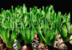 Many green common hyacinth herb plants isolated on dark background. Closeup of ornamental, herbal flowers that grow in gardens, parks or backyards in horticulture for its fragrant scent or perfumes