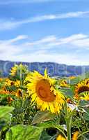 Common yellow sunflowers growing in a field with a blue sky copy space background. Helianthus annuus with vibrant petals blooming in spring. Scenic landscape of plants blossoming in a sunny meadow