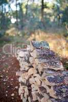 Preparation of firewood for the winter. Stacks of firewood in the forest. Firewood background. Sawed and chopped trees. Stacked wooden logs. Firewood.
