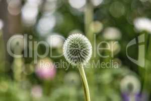 Blue Globe Thistle Flower in nature against a green blurred lush park or garden in summer. Echinops close up known as the stalwart perennial or dandelion growing in a beautiful flora botanical garden