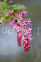 Colorful pink flowers growing in a garden. Closeup of beautiful ribes sanguineum or flowering currants with vibrant petals from the gooseberry species blooming and blossoming in nature during spring