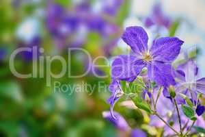 Closeup of italian leather clematis flower growing, blossoming against bokeh copy space background on green stem. Textured detail of flowering evergreen vine plants in private or secluded home garden