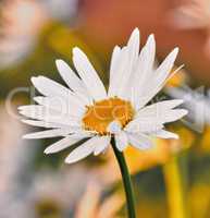 Closeup of white Marguerite daisy growing for medicinal horticulture in a cultivated, remote field for chamomile tea leaf harvest. Argyranthemum frutescens flower with bokeh background in home garden