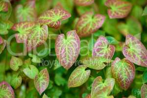 Bright green and red leaves growing in a garden. Closeup of barrenwort, fairy wings or persian epimedium from the berberidaceae species of flowering plants blooming and blossoming in nature in spring