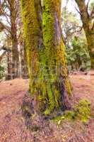Moss and algae growing on big pine trees in a forest on the mountains of La Palma, Canary Islands, Spain. Scenic natural landscape with wooden texture of old bark in a remote and peaceful meadow