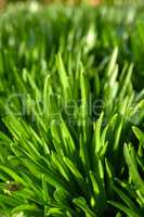 Closeup of a green grass growing in garden with a blurry background. Zoom in on shoots and blades in harmony with nature on a front lawn. Macro details of vibrant leaves in a quiet park or field